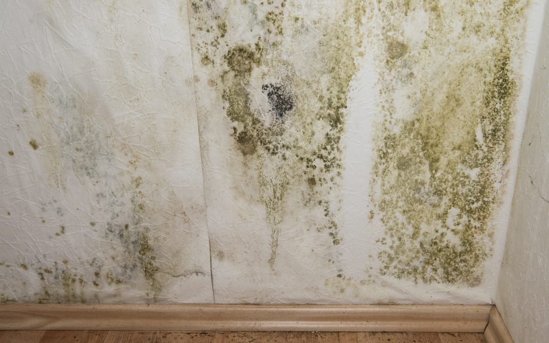 5 Ways to Keep Mold At Bay In Your Home