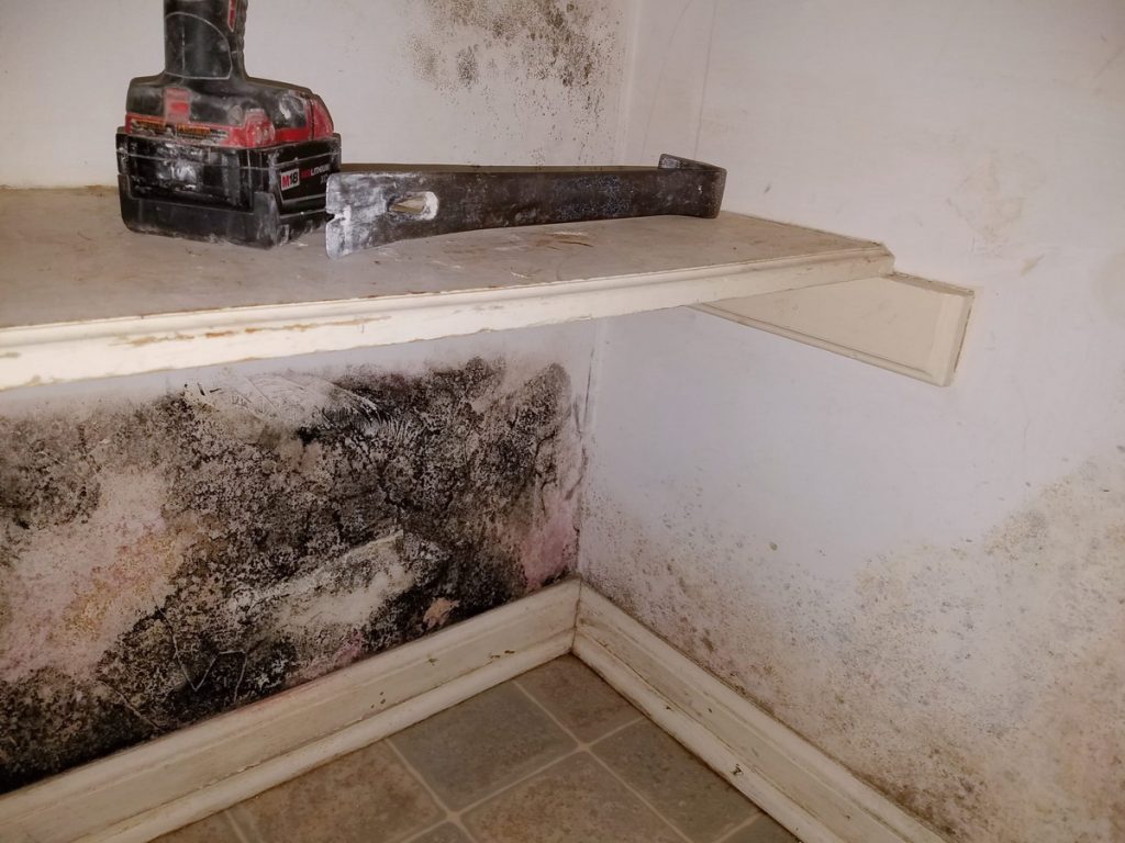 Heavy dark mold growth closet