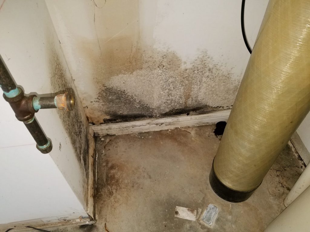 Heavy mold growth in a laundry area after an appliance had a water leak