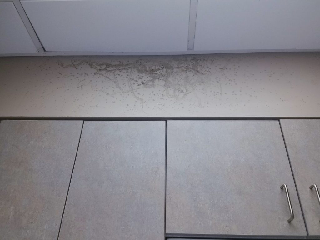 Mold growth near a ceiling tile in an office after a water leak in the ceiling