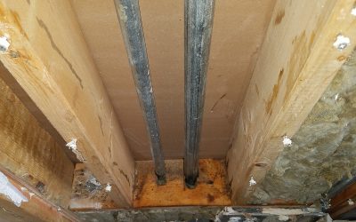 Mold and Pest Control Companies