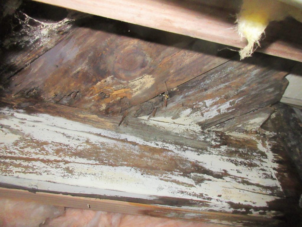 Water damage caused mold growth in crawlspace