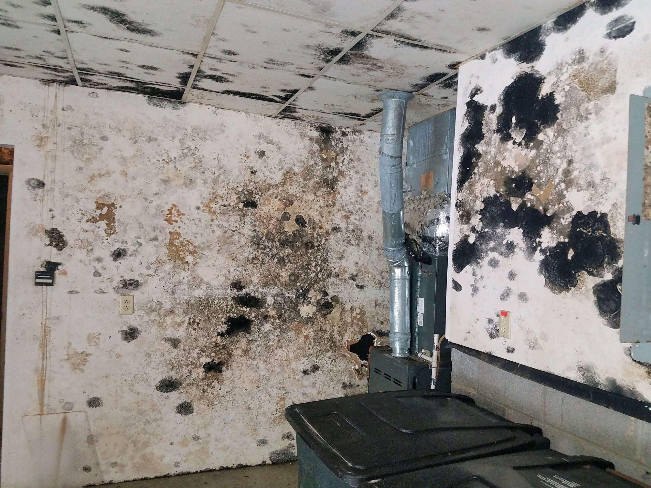 mold cleaning