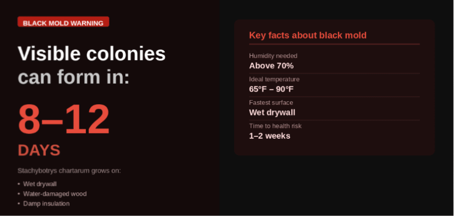 How Fast Does Black Mold Grow After Water Damage?
