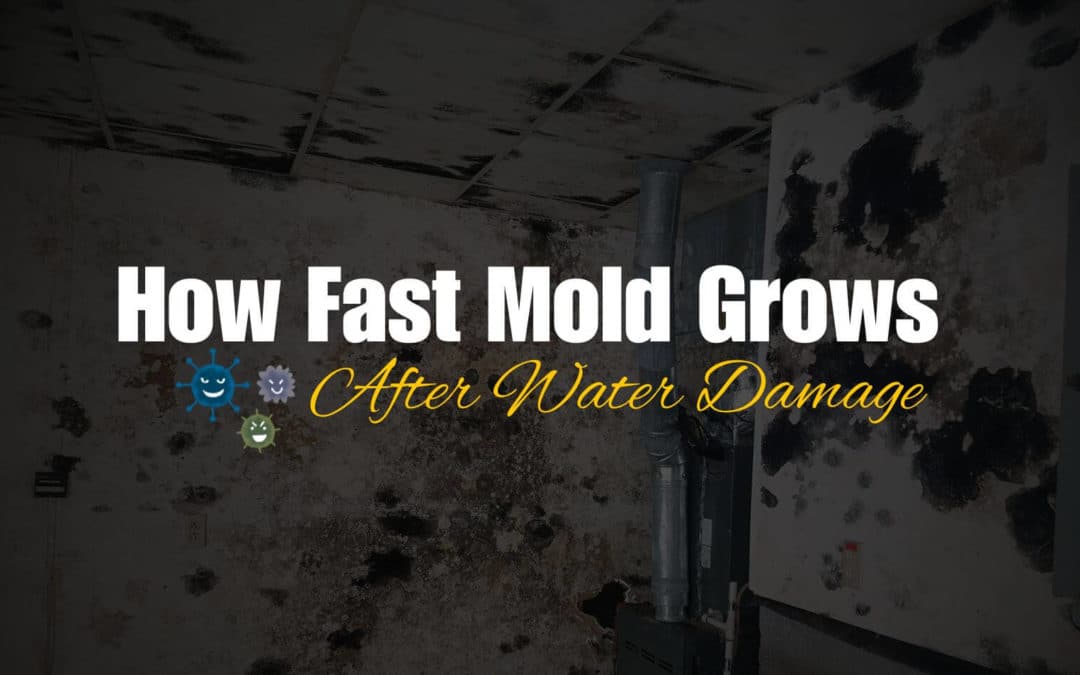 how fast mold grows after water damage in house