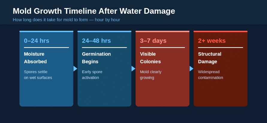 How Long Does Mold Take to Grow After Water Damage
